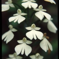 Habenaria plantaginea Lindl.